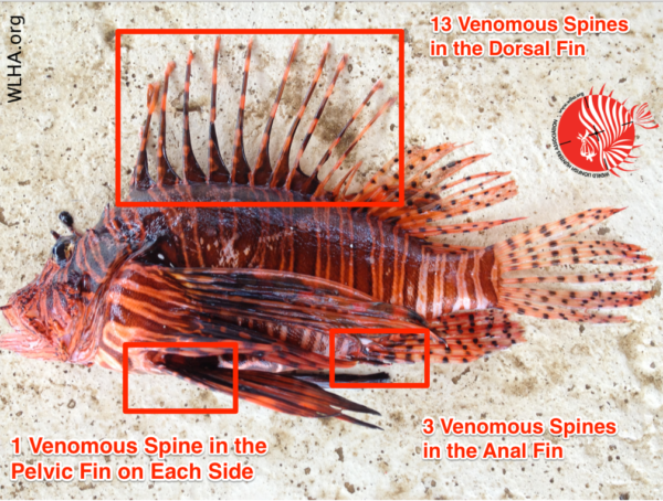 Seafood Restaurant Aruba | The LionFish Snack Aruba | The LionFish Invasion